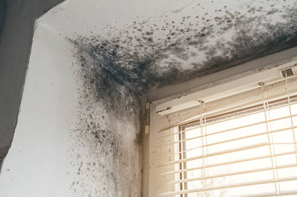 Affordable Mold Cleanup solutions in Haledon, NJ
